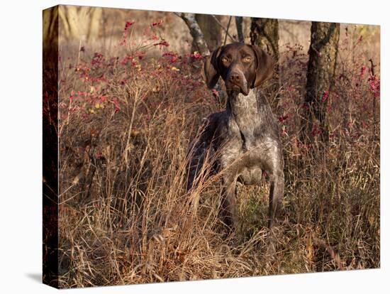 German Short Hair Pointer-Lynn M^ Stone-Stretched Canvas