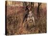 German Short Hair Pointer-Lynn M^ Stone-Stretched Canvas