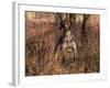 German Short Hair Pointer-Lynn M^ Stone-Framed Photographic Print