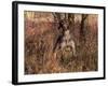 German Short Hair Pointer-Lynn M^ Stone-Framed Photographic Print