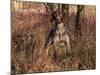 German Short Hair Pointer-Lynn M^ Stone-Mounted Photographic Print