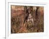 German Short Hair Pointer-Lynn M^ Stone-Framed Photographic Print