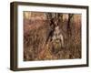 German Short Hair Pointer-Lynn M^ Stone-Framed Photographic Print