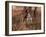 German Short Hair Pointer-Lynn M^ Stone-Framed Photographic Print