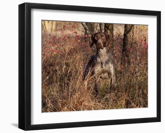 German Short Hair Pointer-Lynn M^ Stone-Framed Photographic Print