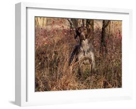 German Short Hair Pointer-Lynn M^ Stone-Framed Photographic Print