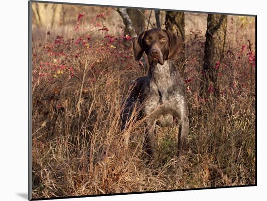 German Short Hair Pointer-Lynn M^ Stone-Mounted Photographic Print