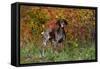 German Shorthair Pointer by Autumn Woodland in Late Afternoon, Pomfret-Lynn M^ Stone-Framed Stretched Canvas