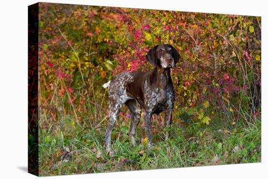 German Shorthair Pointer by Autumn Woodland in Late Afternoon, Pomfret-Lynn M^ Stone-Stretched Canvas