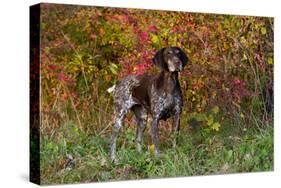 German Shorthair Pointer by Autumn Woodland in Late Afternoon, Pomfret-Lynn M^ Stone-Stretched Canvas