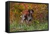 German Shorthair Pointer by Autumn Woodland in Late Afternoon, Pomfret-Lynn M^ Stone-Framed Stretched Canvas