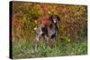 German Shorthair Pointer by Autumn Woodland in Late Afternoon, Pomfret-Lynn M^ Stone-Stretched Canvas