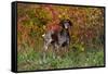 German Shorthair Pointer by Autumn Woodland in Late Afternoon, Pomfret-Lynn M^ Stone-Framed Stretched Canvas