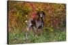 German Shorthair Pointer by Autumn Woodland in Late Afternoon, Pomfret-Lynn M^ Stone-Stretched Canvas