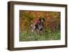 German Shorthair Pointer by Autumn Woodland in Late Afternoon, Pomfret-Lynn M^ Stone-Framed Premium Photographic Print