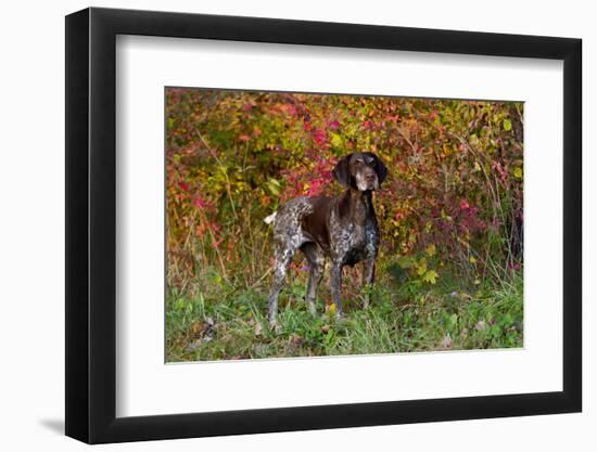 German Shorthair Pointer by Autumn Woodland in Late Afternoon, Pomfret-Lynn M^ Stone-Framed Premium Photographic Print