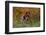 German Shorthair Pointer by Autumn Woodland in Late Afternoon, Pomfret-Lynn M^ Stone-Framed Premium Photographic Print