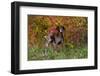 German Shorthair Pointer by Autumn Woodland in Late Afternoon, Pomfret-Lynn M^ Stone-Framed Premium Photographic Print