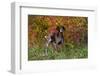 German Shorthair Pointer by Autumn Woodland in Late Afternoon, Pomfret-Lynn M^ Stone-Framed Premium Photographic Print
