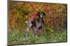 German Shorthair Pointer by Autumn Woodland in Late Afternoon, Pomfret-Lynn M^ Stone-Mounted Premium Photographic Print