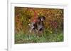 German Shorthair Pointer by Autumn Woodland in Late Afternoon, Pomfret-Lynn M^ Stone-Framed Photographic Print