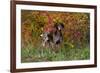 German Shorthair Pointer by Autumn Woodland in Late Afternoon, Pomfret-Lynn M^ Stone-Framed Photographic Print