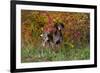 German Shorthair Pointer by Autumn Woodland in Late Afternoon, Pomfret-Lynn M^ Stone-Framed Photographic Print