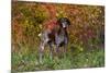 German Shorthair Pointer by Autumn Woodland in Late Afternoon, Pomfret-Lynn M^ Stone-Mounted Photographic Print