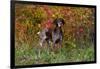 German Shorthair Pointer by Autumn Woodland in Late Afternoon, Pomfret-Lynn M^ Stone-Framed Photographic Print