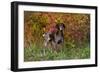 German Shorthair Pointer by Autumn Woodland in Late Afternoon, Pomfret-Lynn M^ Stone-Framed Photographic Print