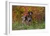 German Shorthair Pointer by Autumn Woodland in Late Afternoon, Pomfret-Lynn M^ Stone-Framed Photographic Print