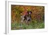 German Shorthair Pointer by Autumn Woodland in Late Afternoon, Pomfret-Lynn M^ Stone-Framed Photographic Print