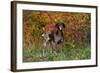 German Shorthair Pointer by Autumn Woodland in Late Afternoon, Pomfret-Lynn M^ Stone-Framed Photographic Print