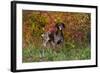 German Shorthair Pointer by Autumn Woodland in Late Afternoon, Pomfret-Lynn M^ Stone-Framed Photographic Print