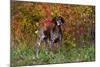 German Shorthair Pointer by Autumn Woodland in Late Afternoon, Pomfret-Lynn M^ Stone-Mounted Photographic Print