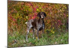 German Shorthair Pointer by Autumn Woodland in Late Afternoon, Pomfret-Lynn M^ Stone-Mounted Photographic Print