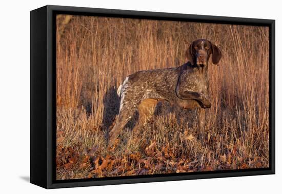 German Shorthair Pointer in Field of Broom Straw, Late November, Essex, Illinois, USA-Lynn M^ Stone-Framed Stretched Canvas