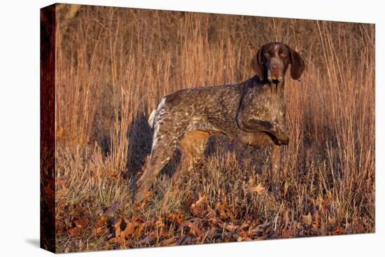 German Shorthair Pointer in Field of Broom Straw, Late November, Essex, Illinois, USA-Lynn M^ Stone-Stretched Canvas