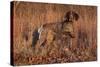 German Shorthair Pointer in Field of Broom Straw, Late November, Essex, Illinois, USA-Lynn M^ Stone-Stretched Canvas