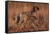 German Shorthair Pointer in Field of Broom Straw, Late November, Essex, Illinois, USA-Lynn M^ Stone-Framed Stretched Canvas