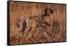 German Shorthair Pointer in Field of Broom Straw, Late November, Essex, Illinois, USA-Lynn M^ Stone-Framed Stretched Canvas