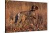 German Shorthair Pointer in Field of Broom Straw, Late November, Essex, Illinois, USA-Lynn M^ Stone-Stretched Canvas