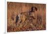 German Shorthair Pointer in Field of Broom Straw, Late November, Essex, Illinois, USA-Lynn M^ Stone-Framed Photographic Print