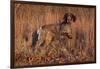 German Shorthair Pointer in Field of Broom Straw, Late November, Essex, Illinois, USA-Lynn M^ Stone-Framed Photographic Print