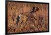 German Shorthair Pointer in Field of Broom Straw, Late November, Essex, Illinois, USA-Lynn M^ Stone-Framed Photographic Print