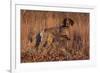 German Shorthair Pointer in Field of Broom Straw, Late November, Essex, Illinois, USA-Lynn M^ Stone-Framed Photographic Print