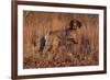 German Shorthair Pointer in Field of Broom Straw, Late November, Essex, Illinois, USA-Lynn M^ Stone-Framed Photographic Print