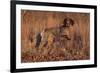 German Shorthair Pointer in Field of Broom Straw, Late November, Essex, Illinois, USA-Lynn M^ Stone-Framed Photographic Print