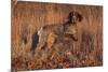 German Shorthair Pointer in Field of Broom Straw, Late November, Essex, Illinois, USA-Lynn M^ Stone-Mounted Photographic Print