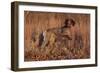 German Shorthair Pointer in Field of Broom Straw, Late November, Essex, Illinois, USA-Lynn M^ Stone-Framed Photographic Print